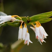 Dendrobium jerdonianum Wight